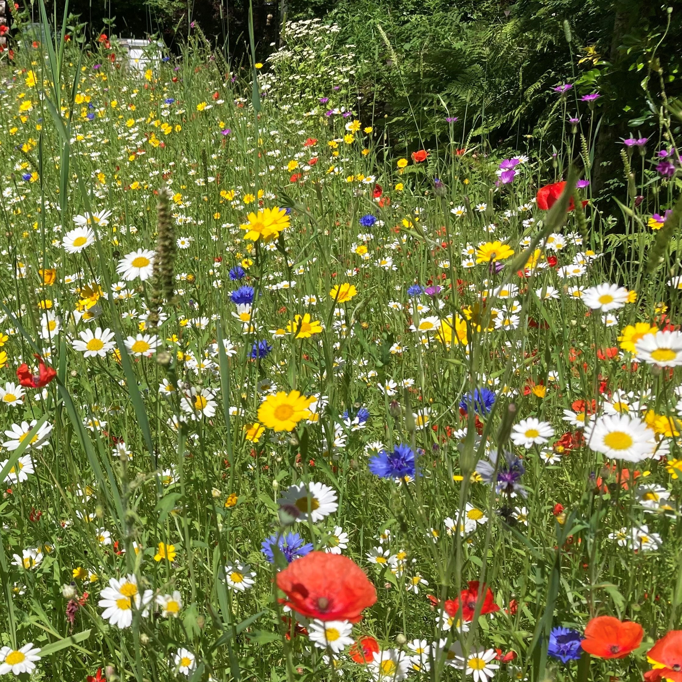 Restore and Enrich Wildflower Seeds